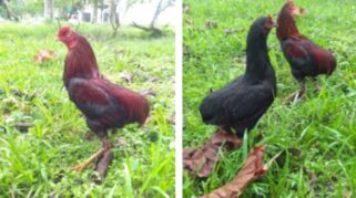 Ayam Tukong, Unggas Genetik Khas Kalbar Tanpa Ekor yang Resmi Dilindungi