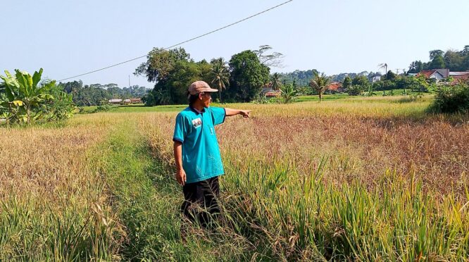 Diserang Hama Ganjur, Petani Pandeglang Terancam Gagal Panen