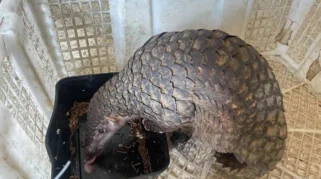 Gakkum Kehutanan Berhasil Ringkus Perdagangan Sisik Trenggiling dan Paruh Rangkong di Padang