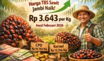 Harga TBS Sawit Jambi