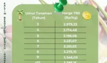 Harga TBS Sawit Kaltim Periode II-Juli 2026 Naik Rp. 50,56 per Kg
