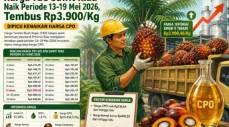 Harga TBS Sawit Swadaya Riau Periode 5-11 Agustus 2026 Naik Rp23,35 per Kg