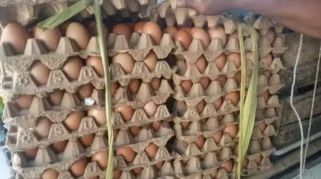 Harga Telur Ayam Ras di Bojonegoro Kembali Anjlok, Kini Rp21.000 per Kilogram