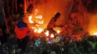 Hutan Jati di Perbatasan Situbondo dan Bondowoso Terbakar Capai 4 Hektare