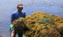 Indonesia Peroleh Pengecualian Tarif Tambahan AS untuk Rumput Laut dan Agar-agar, Tingkatkan Peluang Ekspor