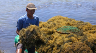 Indonesia Peroleh Pengecualian Tarif Tambahan AS untuk Rumput Laut dan Agar-agar, Tingkatkan Peluang Ekspor