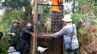 Jejak Harimau Sumatra Ditemukan di Hutan Teluk Lanus, Siak