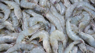 KKP Dorong Penggunaan Udang Vaname Lokal Meski Impor 120 Ton Udang Ekuador Masuk RI
