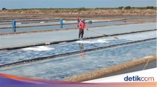 Panen Raya Garam 2026 Meningkat, Harga Anjlok dan Strategi Penyerapan di Jawa Tengah