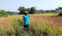 Pemkab Pandeglang Tindaklanjuti Keluhan Petani soal Serangan Hama Ganjur