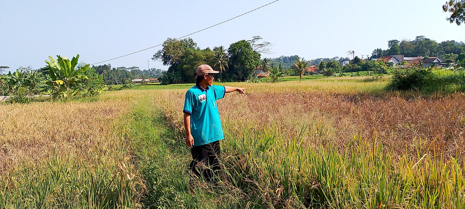 Pemkab Pandeglang Tindaklanjuti Keluhan Petani soal Serangan Hama Ganjur