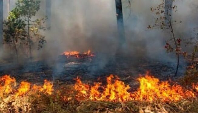 Peningkatan Titik Hotspot Karhutla di Sumatera Selatan Mencapai 449 pada Agustus 2026