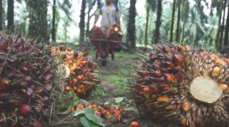 Petani Sawit Dorong Transparansi Harga untuk Perkuat Posisi Tawar di Tengah Program B50
