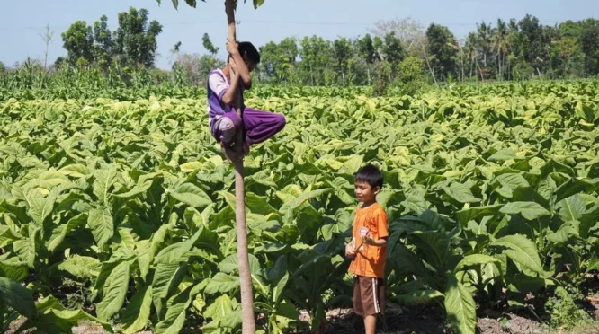 Bangkalan Perkuat Persiapan Pengusulan KEK Tembakau Madura untuk Dorong Investasi dan Kesejahteraan Petani