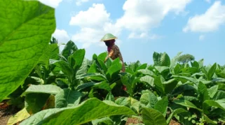 Budidaya Tembakau Lumajang Tetap Optimal di Musim Kemarau dengan Dukungan Teknologi dan Pendampingan
