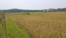 Dampak Kekeringan Terhadap 300 Hektare Sawah di Pandeglang dan Upaya Penanganannya