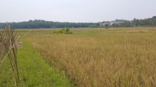 Dampak Kekeringan Terhadap 300 Hektare Sawah di Pandeglang dan Upaya Penanganannya
