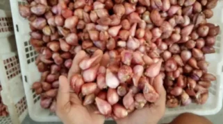 Harga Bawang Merah di Bojonegoro Turun Signifikan Akibat Stok Melimpah Musim Panen