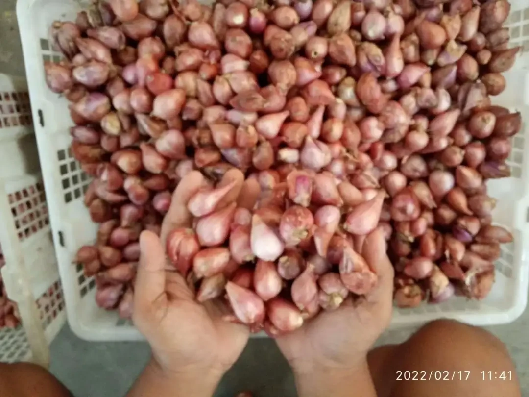 Harga Bawang Merah di Bojonegoro Turun Signifikan Akibat Stok Melimpah Musim Panen