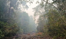 Kebakaran di Taman Nasional Berbak dan Sembilang Ancaman Serius bagi Habitat Harimau Sumatera