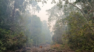 Kebakaran di Taman Nasional Berbak dan Sembilang Ancaman Serius bagi Habitat Harimau Sumatera