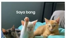 Meme Kucing dan Fenomena Meme Lainnya: Dari Rencana Gagal hingga Satire Politik