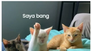 Meme Kucing dan Fenomena Meme Lainnya: Dari Rencana Gagal hingga Satire Politik