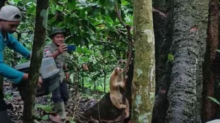 Menentukan Titik Potensi Kukang Jawa di Hutan Blok Lodadi: Temuan Waypoint Spesial