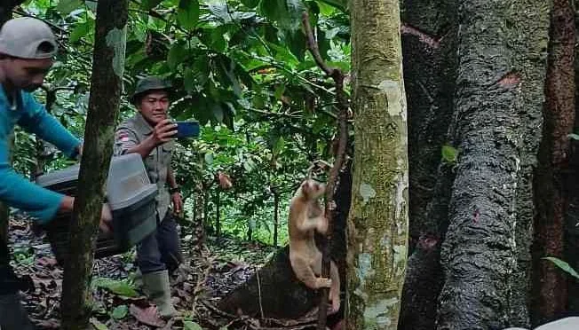 Menentukan Titik Potensi Kukang Jawa di Hutan Blok Lodadi: Temuan Waypoint Spesial