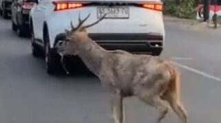 Pengelolaan Populasi Rusa di Taman Sriwedari Solo Diperketat untuk Cegah Lepas ke Jalan Raya