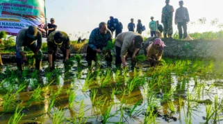 Produktivitas Padi di Wonokalang Sidoarjo Tembus 9,5 Ton per Hektar dengan Tiga Kali Musim Tanam