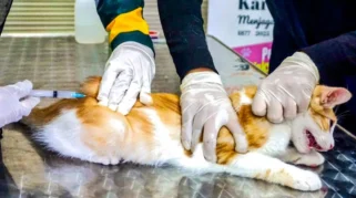 Vaksinasi Rabies Gratis di Sidoarjo Tingkatkan Perlindungan Hewan Peliharaan