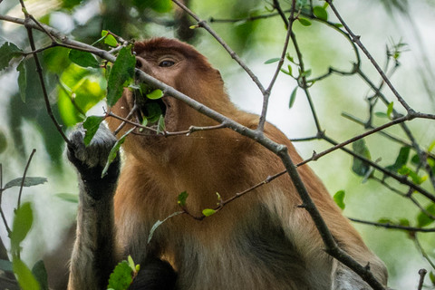 Ancaman Kabut Asap Terhadap Habitat Bekantan di Kalimantan