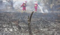 DPR Minta Lahan Bekas Karhutla Ditanami Pohon Keras dan Tanaman Produktif