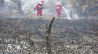 DPR Minta Lahan Bekas Karhutla Ditanami Pohon Keras dan Tanaman Produktif