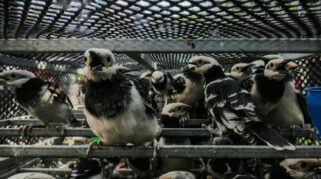 Dua Warga Vietnam Ditangkap dalam Kasus Penyelundupan Ribuan Burung di Sidoarjo