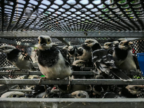 Dua Warga Vietnam Ditangkap dalam Kasus Penyelundupan Ribuan Burung di Sidoarjo