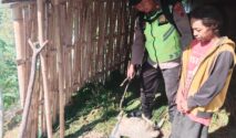 Dugaan Serangan Hewan Buas Gunung Lawu, BKSDA Turun Lakukan Penyelidikan