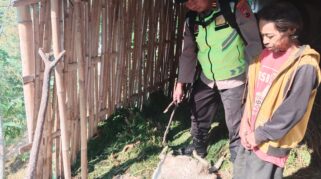 Dugaan Serangan Hewan Buas Gunung Lawu, BKSDA Turun Lakukan Penyelidikan
