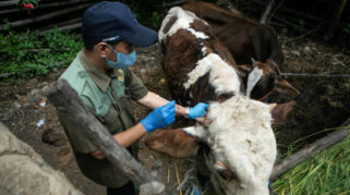 Empat Warga Gunungkidul Terkena Antraks Setelah Mengkonsumsi Daging Kambing Sakit