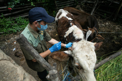 Empat Warga Gunungkidul Terkena Antraks Setelah Mengkonsumsi Daging Kambing Sakit