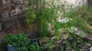 Gerebek Rumah DPO Narkoba, Polisi Situbondo Malah Temukan 26 Tanaman Ganja di Pot di Situbondo