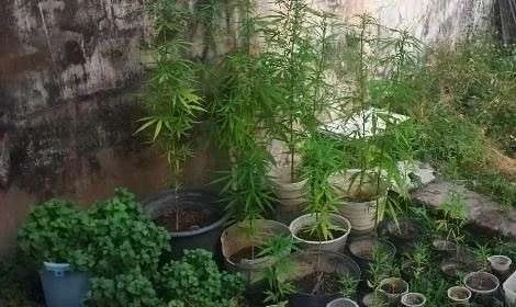 Gerebek Rumah DPO Narkoba, Polisi Situbondo Malah Temukan 26 Tanaman Ganja di Pot di Situbondo