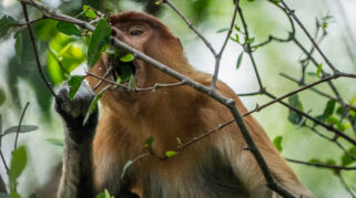 Kabut Asap Mengancam Habitat Bekantan di Kalimantan