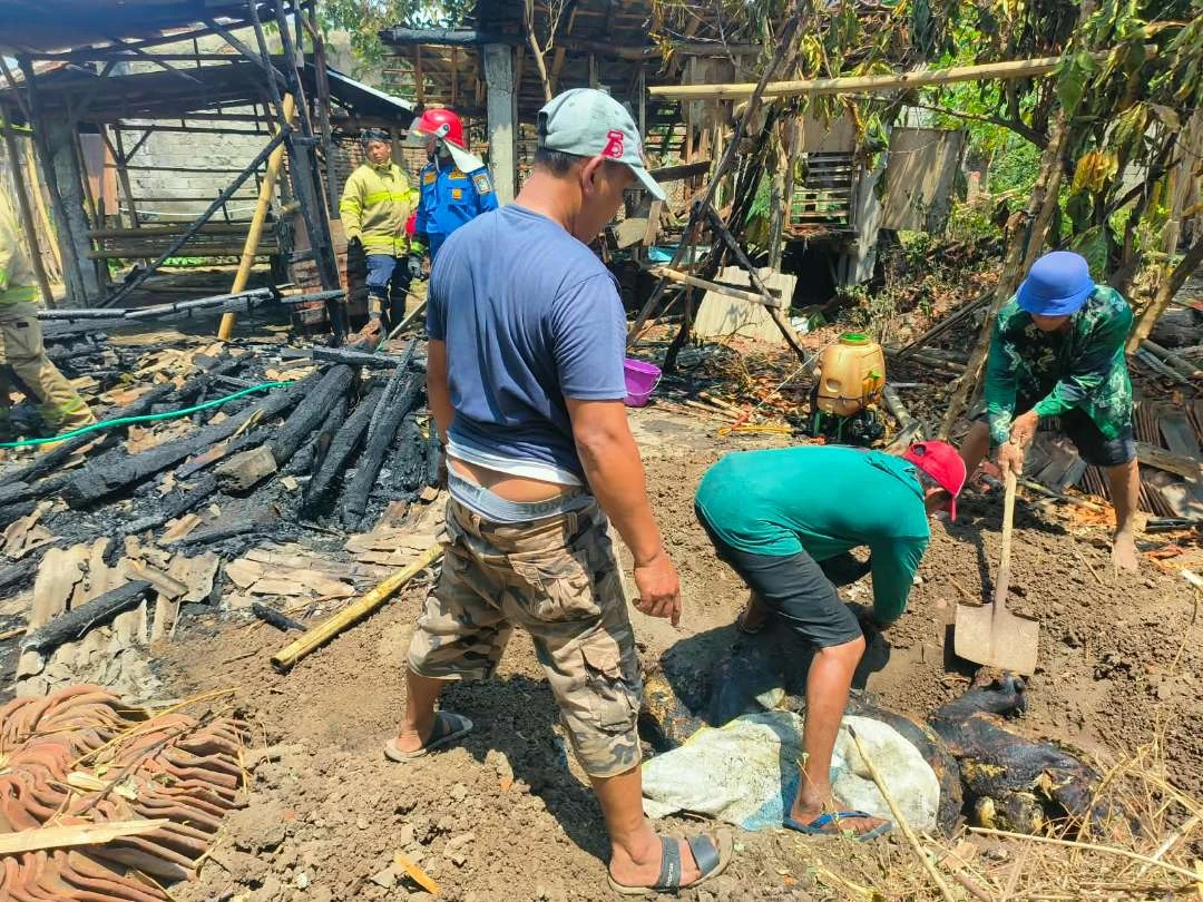 Kandang Ternak di Banyuwangi Terbakar, Empat Ekor Kambing Mati Terpanggang