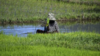Nilai Tukar Petani Nasional Capai Rekor Tertinggi Sepanjang September 2026