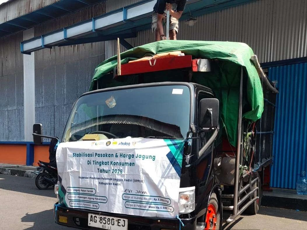 Penuhi kebutuhan Peternak, Bulog Kediri Percepat Distribusi Jagung SPHP