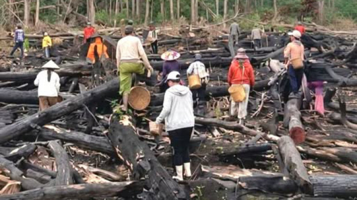 Viral Video Warga Kalimantan Timur Sebar Benih Tanaman di Kawasan Bekas Karhutla