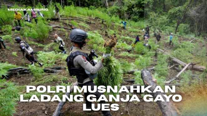 Polri Musnahkan Ladang Ganja Gayo Lues Seluas 51,75 Hektare
